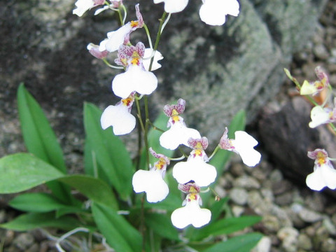 Ionopsis utricularioides