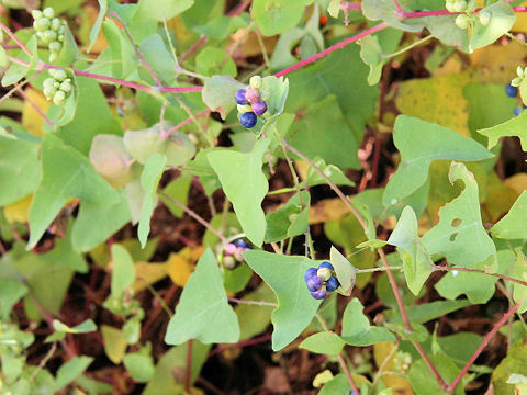 Persicaria perfoliata