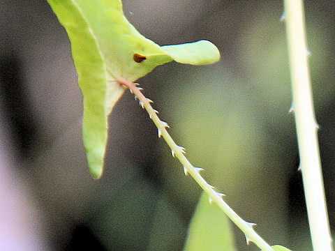 Persicaria perfoliata