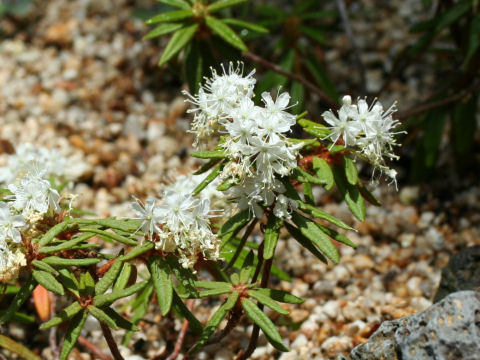 Ledum palustre ssp. diversipilosum var. nipponicum