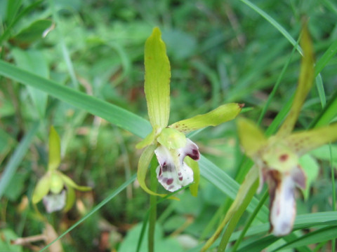 Dactylostalix ringens