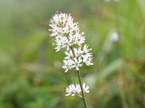 岩菖蒲