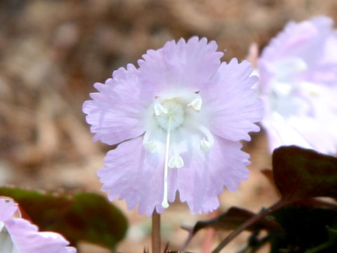 Shortia uniflora var. kantoensis