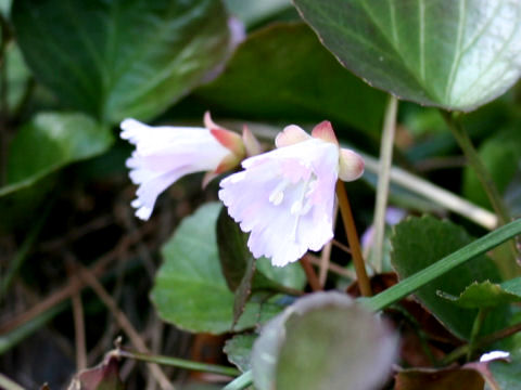 Shortia uniflora var. kantoensis