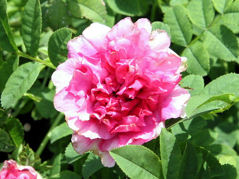 Rosa Roxburghii ヤエノサンショウイバラ はどんな植物 Weblio辞書