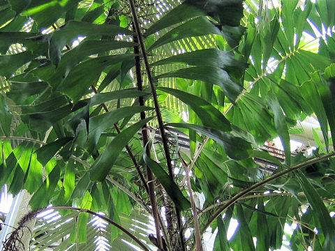 尾鰭針孔雀椰子