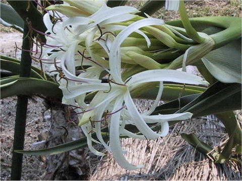 小笠原浜木綿はどんな植物 Weblio辞書