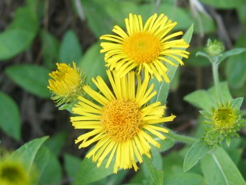 Inula britannica ssp. japonica