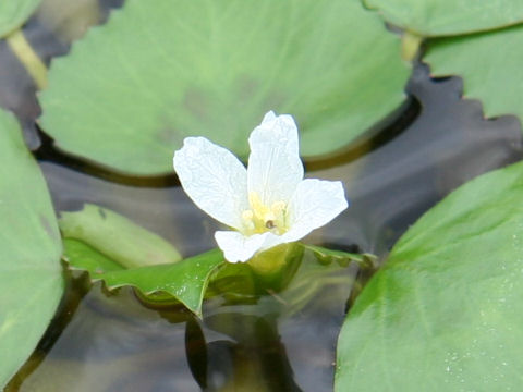 Trapa natans var. rubeola f. viridi