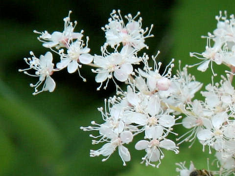 Filipendula kamtschatica