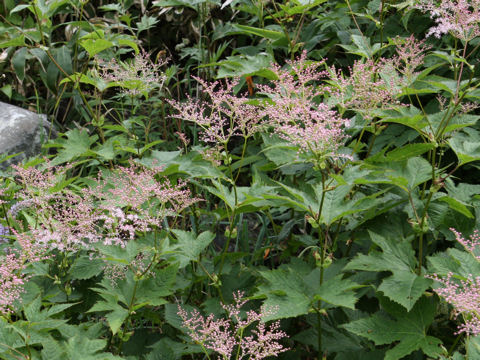 Filipendula kamtschatica