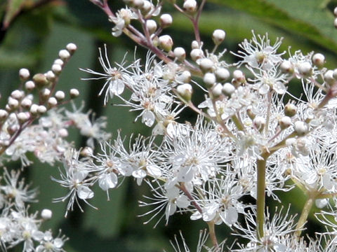 Filipendula kamtschatica