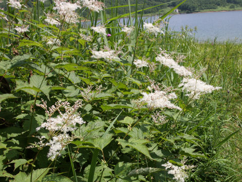 Filipendula kamtschatica