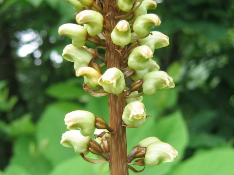 Gastrodia elata