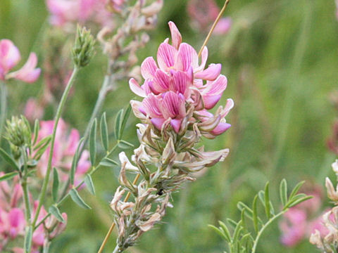 Onobrychis montana