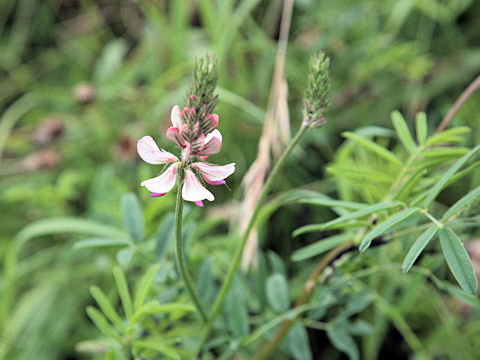 Onobrychis montana