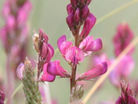 Onobrychis viciifolia