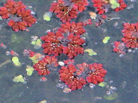 大赤浮き草