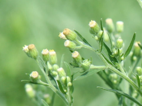 大荒れ地野菊