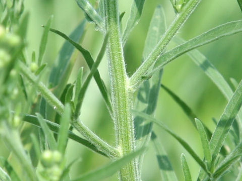 大荒れ地野菊