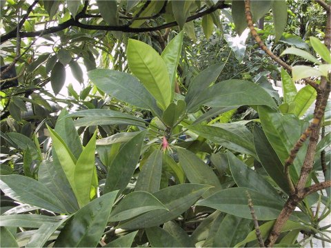 Rhizophora mucronata