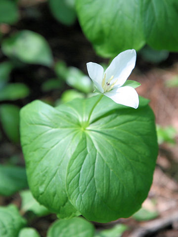 大花の延齢草