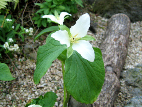 大花の延齢草