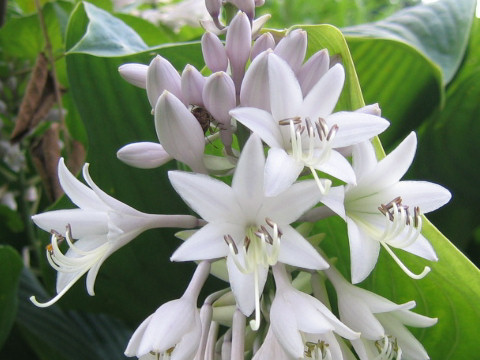 Hosta montana