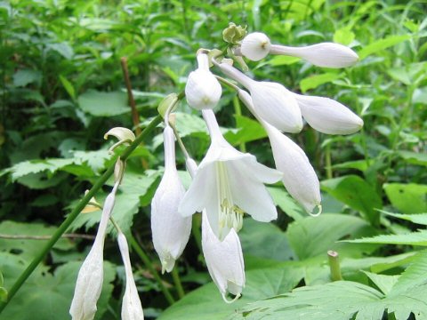 Hosta montana