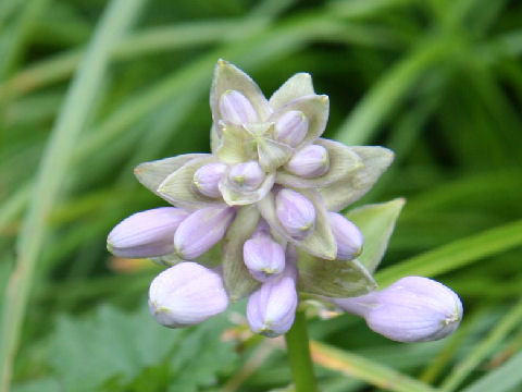 Hosta montana