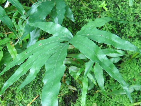 Colysis pothifolia