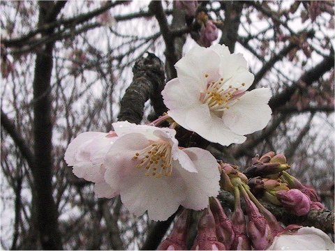 大寒桜はどんな桜 わかりやすく解説 Weblio辞書