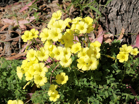 Oxalis pes-caprae