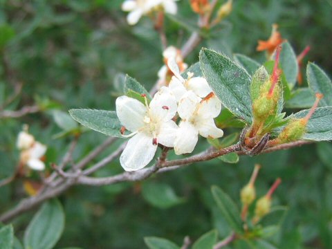 Rhododendron tschonoskii var. trinerve