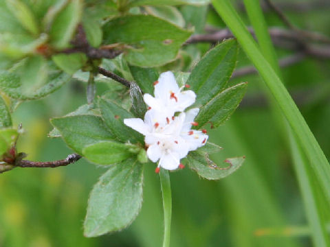 Rhododendron tschonoskii var. trinerve