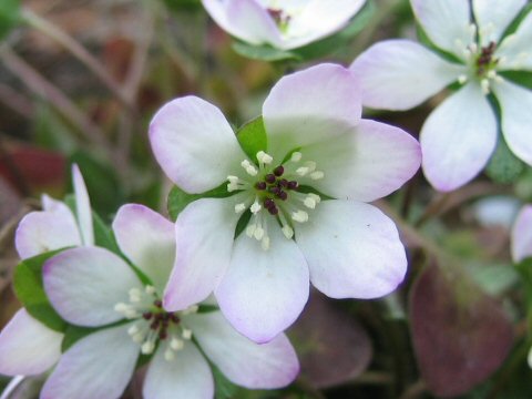 大三角草はどんな植物 Weblio辞書