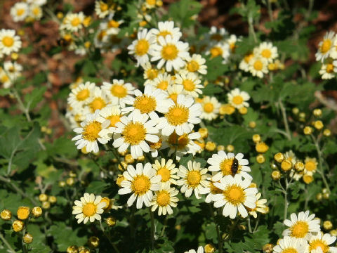 大島野路菊