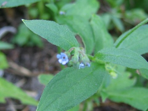 Cynoglossum zeylanicum