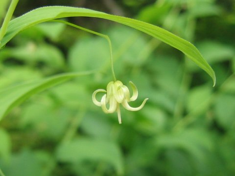 大葉竹縞蘭