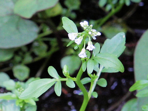 Cardamine regeliana