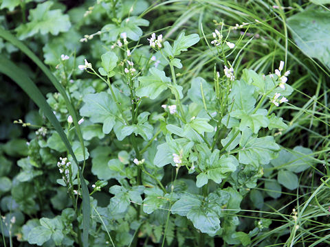 Cardamine regeliana