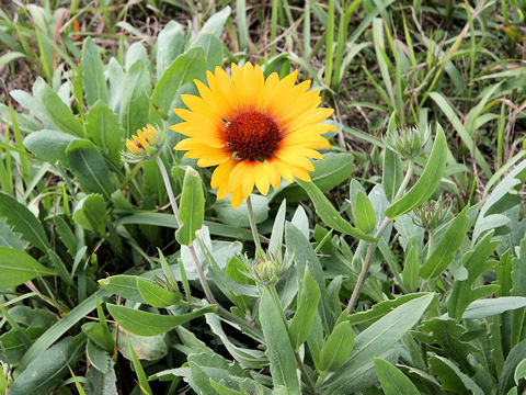 Gaillardia x grandiflora cv. Fanfare