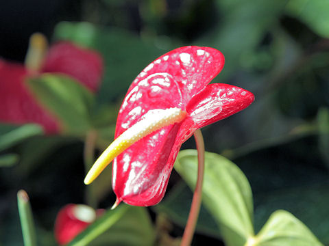 Anthurium andreanum