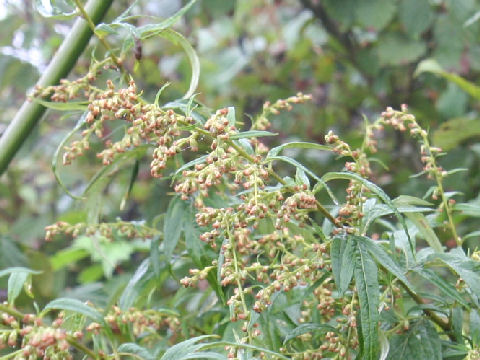 Artemisia montana