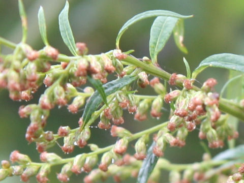 Artemisia montana