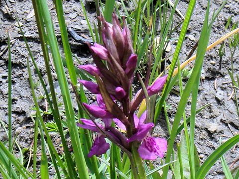 Orchis majalis