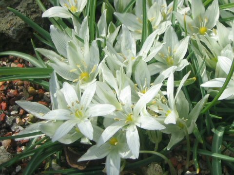 Ornithogalum nivale