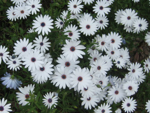 Osteospermum ecklonis