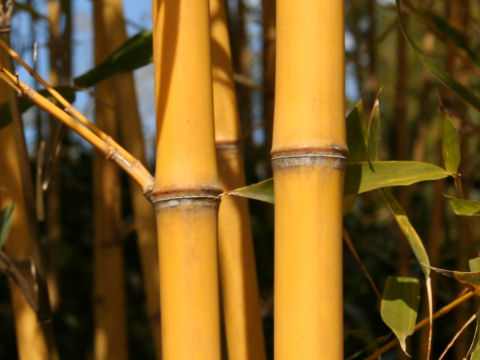 黄金布袋竹
