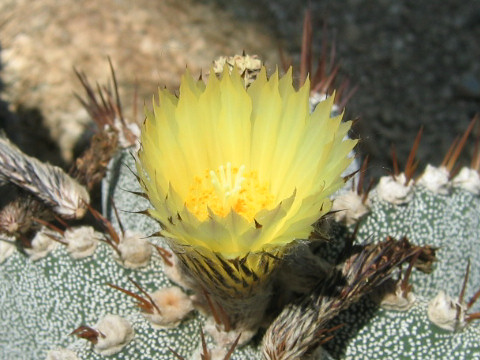 Ferocactus schwarzii